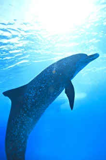 Atlantic Spotted Dolphins (Stenella frontalis), White Sand Ridge, Bahamas, Caribbean Atlantic Spotted Dolphins (Stenella frontalis), White Sand Ridge, Bahamas, Caribbean
