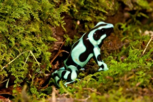 Auratus Dart Frog Dendrobates auratus Native to Northern South America Habitat - Rain Forest Auratus Dart Frog Dendrobates auratus Native to Northern South America Habitat - Rain Forest