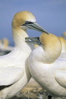Australasian Gannet, (Sula serrator), courting pair preening, Cape Kidnappers, New Zealand Australasian Gannet, (Sula serrator), courting pair preening, Cape Kidnappers, New Zealand