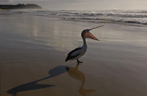 Australian Pelican Print - North Stradbroke Island, Queensland Coast