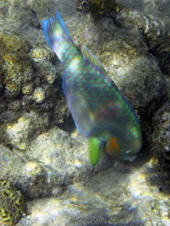Parrotfish Prints: Australia Surf Parrotfish Print, Low Isles, Great Barrier Reef
