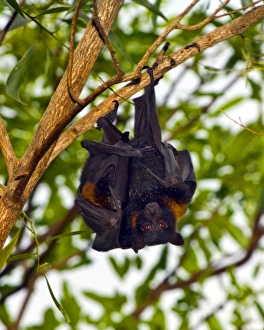 Australia Print: Black Flying Fox with Baby in Jabiru Tree