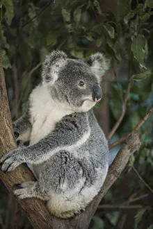 Australia, Queensland. Koala bear in tree Australia, Queensland. Koala bear in tree