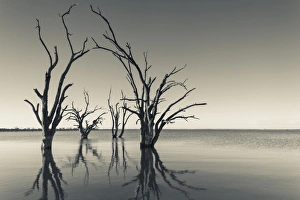 Australia, South Australia, Murray River Valley, Barmera, Lake Bonney, petrified trees Australia, South Australia, Murray River Valley, Barmera, Lake Bonney, petrified trees