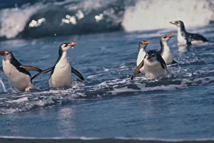Australia, subantarctic Macquarie Island. Royal penguins Australia, subantarctic Macquarie Island. Royal penguins