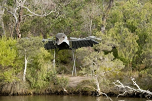 Australia, Western Australia, Albany, Kalgan River. Typical forest views along the Kalgan River