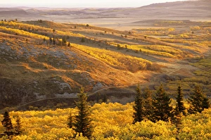 Autumn aspen Groves on the Blackfeet Reservation near Browning Montana Autumn aspen Groves on the Blackfeet Reservation near Browning Montana