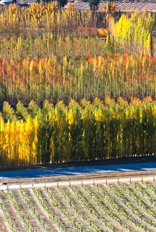 Autumn Colours, Mt Difficulty Vineyard, Bannockburn, Central Otago Autumn Colours, Mt Difficulty Vineyard, Bannockburn, Central Otago