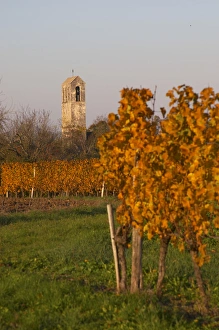 Autumn colours in the vineyard in late afternoon evening sunshine, red, brown Autumn colours in the vineyard in late afternoon evening sunshine, red, brown