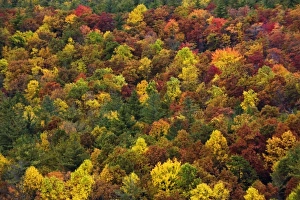 Autumn foliage pattern on slope of southern Appalachian Mountains, near Grandfather Mountain Autumn foliage pattern on slope of southern Appalachian Mountains, near Grandfather Mountain