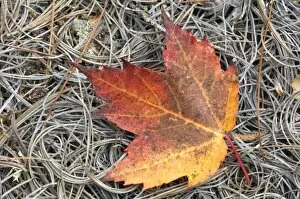 Images Dated 5th October 2005: Autumn Leaf, Eagle Lake carriage road north of road 233, Acadia National Park, Maine, USA