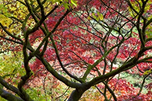 Autumn leaves, Westonbirt Arboretum, Gloucestershire, England, UK Autumn leaves, Westonbirt Arboretum, Gloucestershire, England, UK