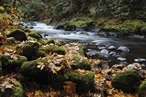 Autumn on the Salmon River, Welches, Oregon, USA Autumn on the Salmon River, Welches, Oregon, USA