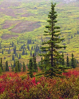 Autumn on the Taiga; Denali National Park; Alaska; USA Autumn on the Taiga; Denali National Park; Alaska; USA