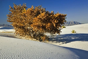 Autumn tree among dunes, White Sands National Monument, New Mexico Autumn tree among dunes, White Sands National Monument, New Mexico