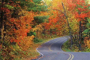 Autumn trees line roadway in Itasca State Park near Bemidji, Minnesota, USA Autumn trees line roadway in Itasca State Park near Bemidji, Minnesota, USA