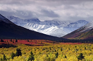 Autumnon theaiga; Denali National Park; Alaska; USA; fall; autumnal; colorful; red Autumnon theaiga; Denali National Park; Alaska; USA; fall; autumnal; colorful; red