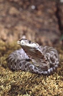 Baby Eastern Hognose Snake in defensive pose, Heterodon platyrhinos, Native to South Baby Eastern Hognose Snake in defensive pose, Heterodon platyrhinos, Native to South