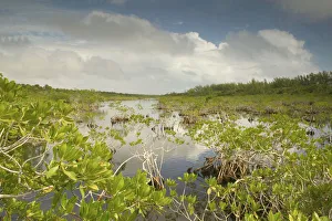 BAHAMAS-Grand Bahama Island-Eastern Side: Lucayan National Park- Mangrove Area BAHAMAS-Grand Bahama Island-Eastern Side: Lucayan National Park- Mangrove Area
