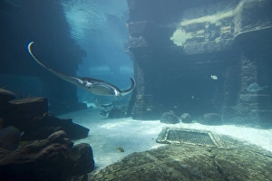 Bahamas, Paradise Island, Nassau, Aquarium inside Atlantis Resort Bahamas, Paradise Island, Nassau, Aquarium inside Atlantis Resort