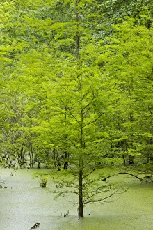 Bald Cypress trees (Taxodium distichum) Heron Pond Little Black Slough, Johnson Co. IL Bald Cypress trees (Taxodium distichum) Heron Pond Little Black Slough, Johnson Co. IL