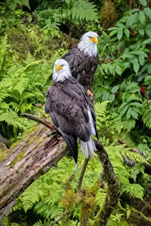 Anan Creek Collection: Bald Eagle, Anan Creek, Wrangell, Alaska, USA