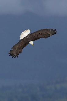 Ken Archer Wildlife Photos Prints: Bald Eagle Diving