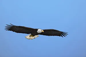 Bald Eagle in flight, Homer, Alaska, Haliaetus leucocephalus Bald Eagle in flight, Homer, Alaska, Haliaetus leucocephalus
