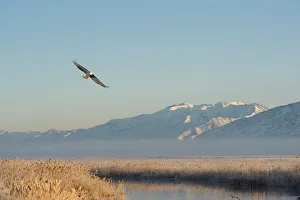 Bald Eagle flying over Farmington Bay Waterfowl Management Area Utah Division of Wildlife Bald Eagle flying over Farmington Bay Waterfowl Management Area Utah Division of Wildlife