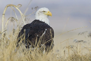 National Wildlife Refuge Prints: Bald Eagle on the ground