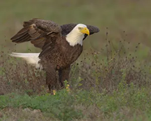 Bald eagle landing on ground to look for materials for his nest, Haliaeetus leucocephalus Bald eagle landing on ground to look for materials for his nest, Haliaeetus leucocephalus