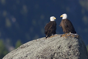 Ken Archer Wildlife Photos Prints: Bald Eagle Pair
