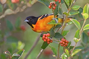Prints of Baltimore Oriole (Icterus galbula) adult male hunting for insects and soft fruit in a fiddlewood bush during spring migration on south Padre Island, Cameron county, Texas Orioles Prints: Baltimore Oriole Print - Adult Male in Fiddlewood Bush