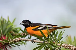 Baltimore Oriole (Icterus galbula) male perched Baltimore Oriole (Icterus galbula) male perched