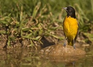 Baltimore Oriole at waterhole, Icterus galbula, Coastal Texas Baltimore Oriole at waterhole, Icterus galbula, Coastal Texas