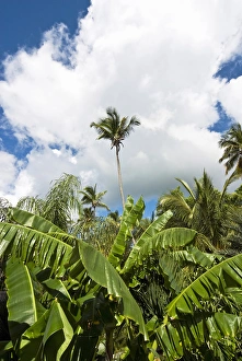 Banana and palm trees, Antigua, West Indies, Caribbean, Central America Banana and palm trees, Antigua, West Indies, Caribbean, Central America