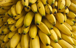 Bananas at the Saturday market, San Ignacio, Belize Bananas at the Saturday market, San Ignacio, Belize