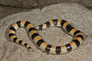 Banded Sand Snake Chilomeniscus cinctus Palm Springs, California Banded Sand Snake Chilomeniscus cinctus Palm Springs, California