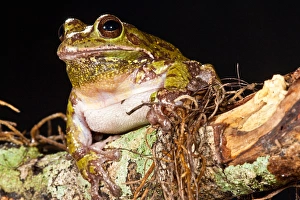 Barking Treefrog Hyla gratiosa Native to South Eastern US Barking Treefrog Hyla gratiosa Native to South Eastern US