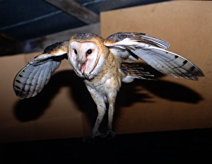 Barn Owl leaving roost in shed on sugarcane farm in the Everglades Agricultural Barn Owl leaving roost in shed on sugarcane farm in the Everglades Agricultural