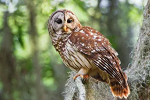 <b class=qtipBold><figcaption>Barred Owl (Strix</figcaption></b><br>Barred Owl (Strix varia), adult in old growth east Texas forest with Spanish Moss, Caddo Lake, spring, USA<br><em>© Larry Ditto / DanitaDelimont.com</em> Barred Owl (Strix