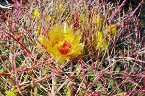 Barrel cactus blooming in Plum Canyon, Anza-Borrego Desert State Park, California, USA Barrel cactus blooming in Plum Canyon, Anza-Borrego Desert State Park, California, USA