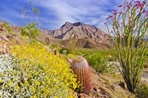 Barrel cactus, brittlebush and ocotillo under Indianhead Peak, Anza-Borrego Desert State Park Barrel cactus, brittlebush and ocotillo under Indianhead Peak, Anza-Borrego Desert State Park
