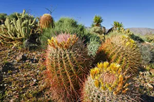 Barrel cactus and cholla in Plum Canyon, Anza-Borrego Desert State Park, California, USA Barrel cactus and cholla in Plum Canyon, Anza-Borrego Desert State Park, California, USA