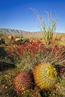 Barrel cactus, chuparosa, and ocotillo in Plum Canyon, Anza-Borrego Desert State Park Barrel cactus, chuparosa, and ocotillo in Plum Canyon, Anza-Borrego Desert State Park