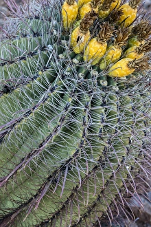 Barrel cactus with fruit in spring at Saguaro National Park in Tucson, Arizona, USA Barrel cactus with fruit in spring at Saguaro National Park in Tucson, Arizona, USA