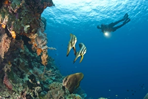 batfish and scuba divers at Tukang Besi Marine Preserve batfish and scuba divers at Tukang Besi Marine Preserve