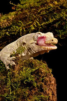 Bavays Giant Gecko, Rhacodactylus chahoua, Native to New Caledonia Bavays Giant Gecko, Rhacodactylus chahoua, Native to New Caledonia