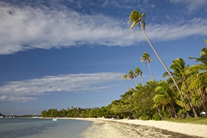 Beach and palm trees, Plantation Island Resort, Malolo Lailai Island, Mamanuca Islands Beach and palm trees, Plantation Island Resort, Malolo Lailai Island, Mamanuca Islands