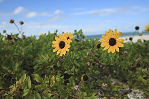Beach Sunflower Helianthus debilis Captiva Island, Florida Beach Sunflower Helianthus debilis Captiva Island, Florida